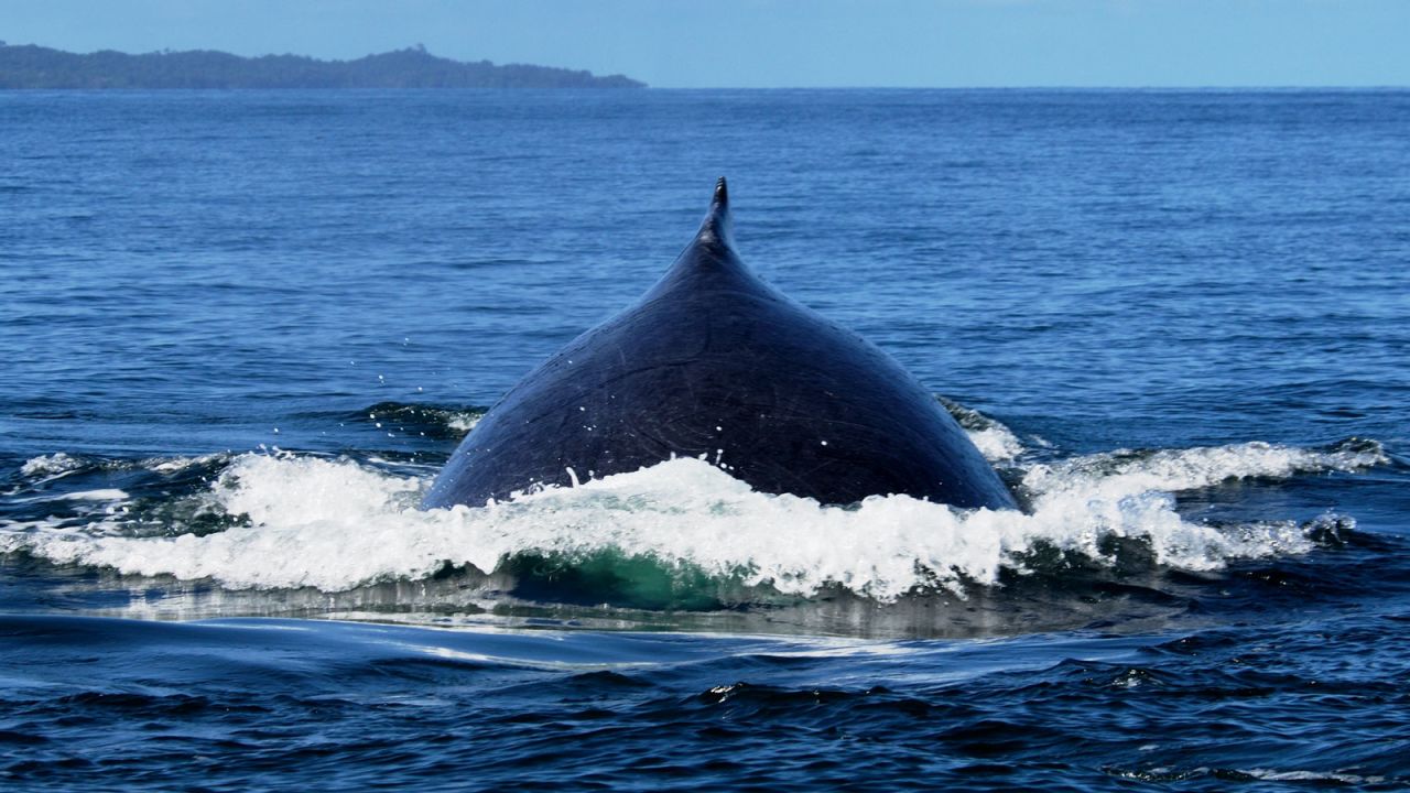 Humpback whales migrate from from Antarctica to Antongil Bay between July and September.