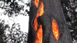 hollow tree fire california
