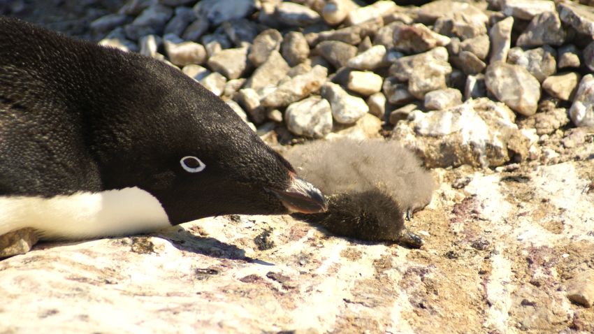 Adélie penguin chicks starved to death at Dumont d'Urville in January 2017.