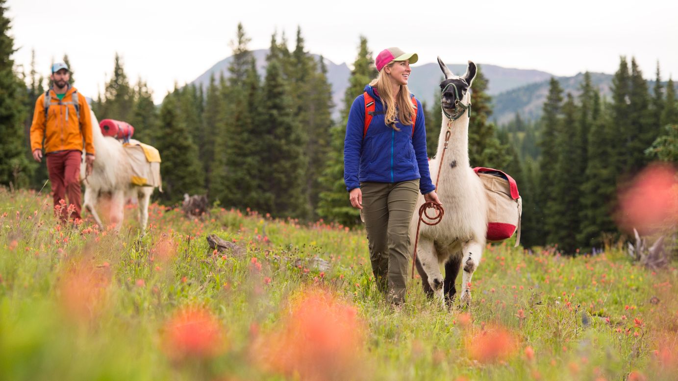 <strong>Get to know the llamas:</strong> Paragon Guides offers a 4- to 5-night hike between Vail and Aspen where guests make their way through the White River National Forest with llamas carrying the gear. 