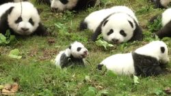 Panda cubs debut China