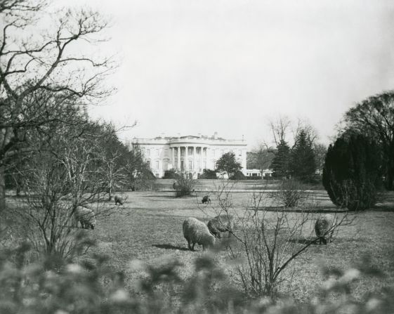 Who needs groundskeepers? Woodrow Wilson's sheep graze on the South Lawn of the White House.