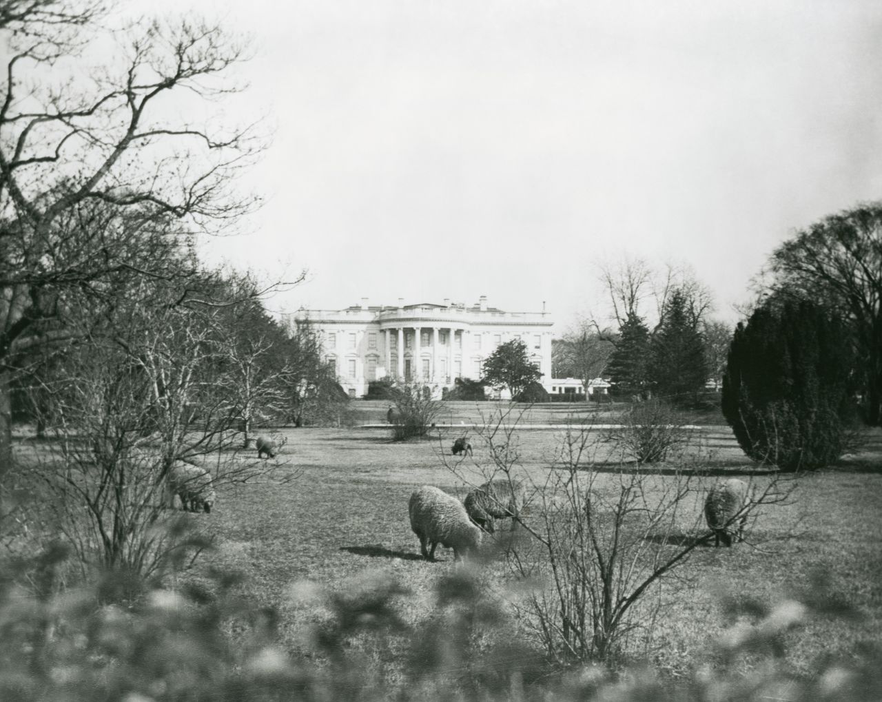 Who needs groundskeepers? Woodrow Wilson's sheep graze on the South Lawn of the White House.