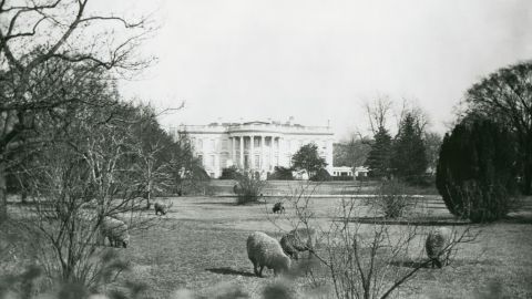 Wilson's sheep are seen grazing on the South Lawn. 