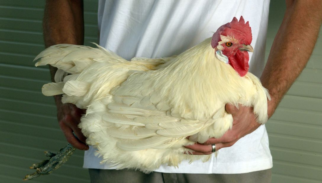 <strong>Top poultry:</strong> Bresse chickens are raised in eastern France, and the country only exports 5% of its production, so you'll likely have to travel there to try it.