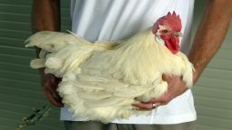 The world's most expensive chicken