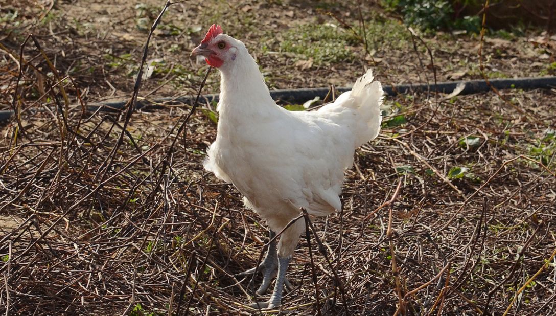 <strong>Growing breeds: </strong>Most Bresse chickens are matured for four months, although "poulardes" -- females on the verge of ovulating -- usually live one month longer. 