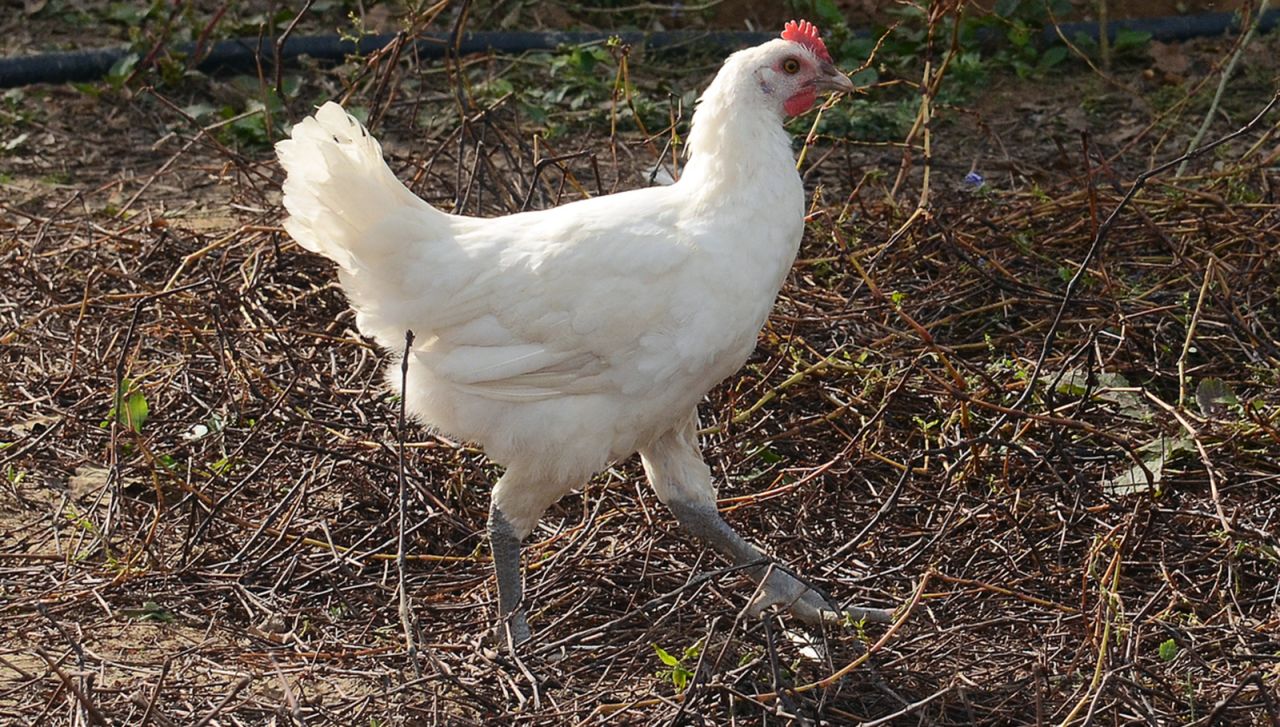 Bresse chickens have a white body,  blue legs and a red crest.