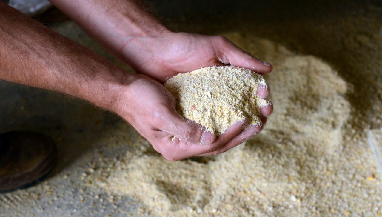 Bresse chicken feed is a mix of corn, wheat and desiccated milk.