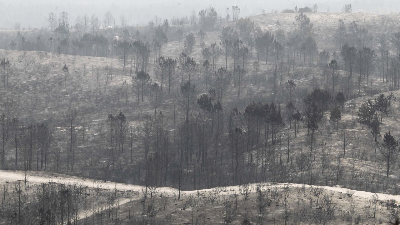 The remains of a forest destroyed by a wildfire in Vieira de Leiria, Marinha Grande, in central Portugal