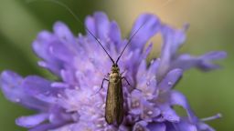 A Nemophora Metallica moth pollinates a wildflower at Downe Bank National Reserve  in England. Insect species are showing dramatic reductions in population levels. The decline is leading to a serious knock-on effect for wider ecosystems. 