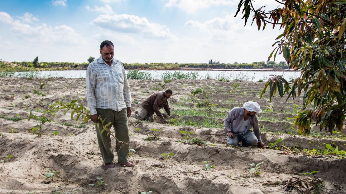 Today, farmers are struggling to grow crops in the Nile River Delta's once-fertile soils. 