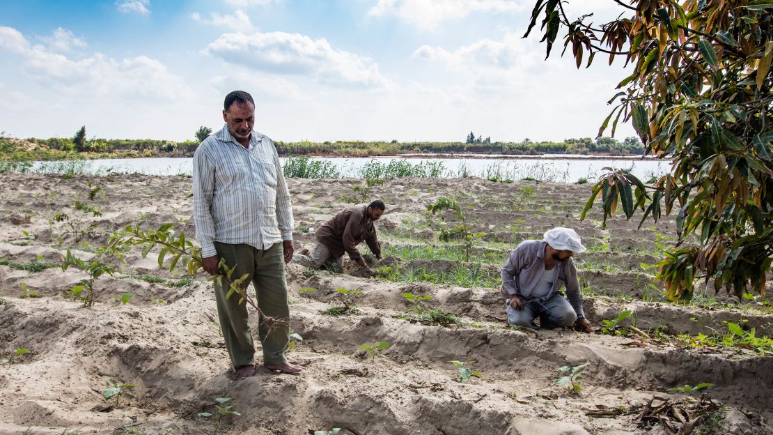 Today, farmers are struggling to grow crops in the Nile River Delta's once-fertile soils.