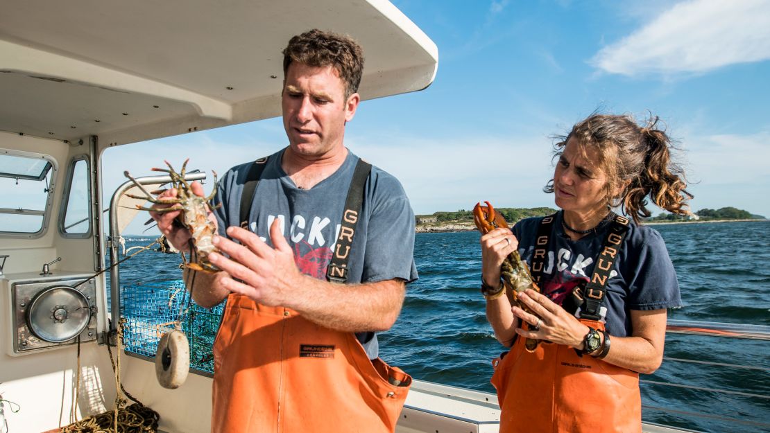 Lobsters are measured to ensure they can be harvested.