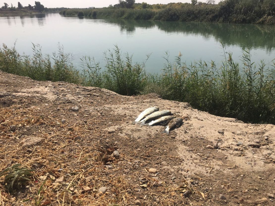 SDF fighters catch lunch by throwing grenades in the river and pushing the fish to the surface. The SDF had reached the Euphrates the day before and were confident in their territorial gains.