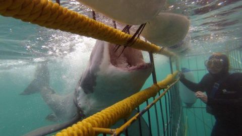 04-thrill-seeking-shark