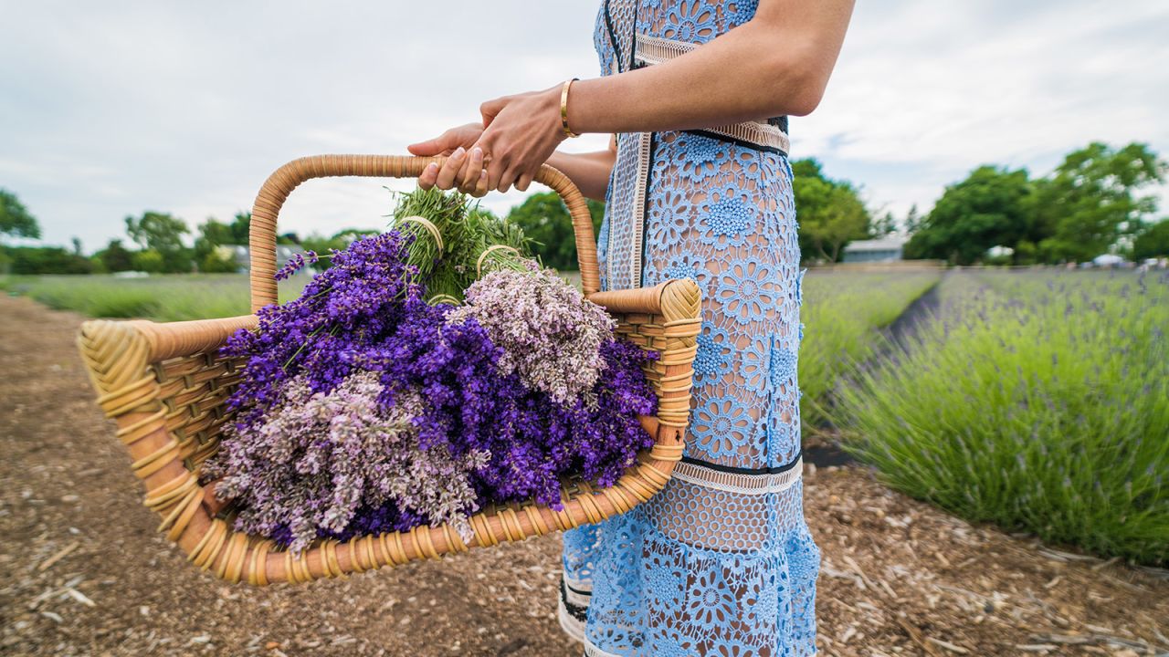 Lavender By the Bay: 17 acres of loveliness. 