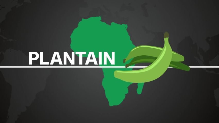 The production and consumption of Plantain in Africa_00001025.jpg