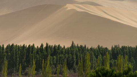 Since the 1970s, China has planted billions of trees in an effort to hold back the encroaching Gobi Desert. The swathe of forest is known as the Great Green Wall.