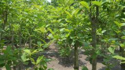 Kratom, or Mitragyna speciosa, is an everygreen plant native to Southeast Asia.