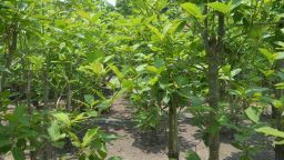 Kratom, or Mitragyna speciosa, is an everygreen plant native to Southeast Asia. 