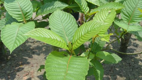 In Malaysia, kratom leaves are traditionally crushed and made into a tea. 
