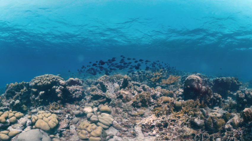 curacao coral reef cropped vr