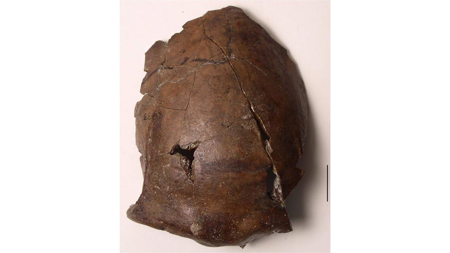 The 6,000-year-old skull found in Papua New Guinea 