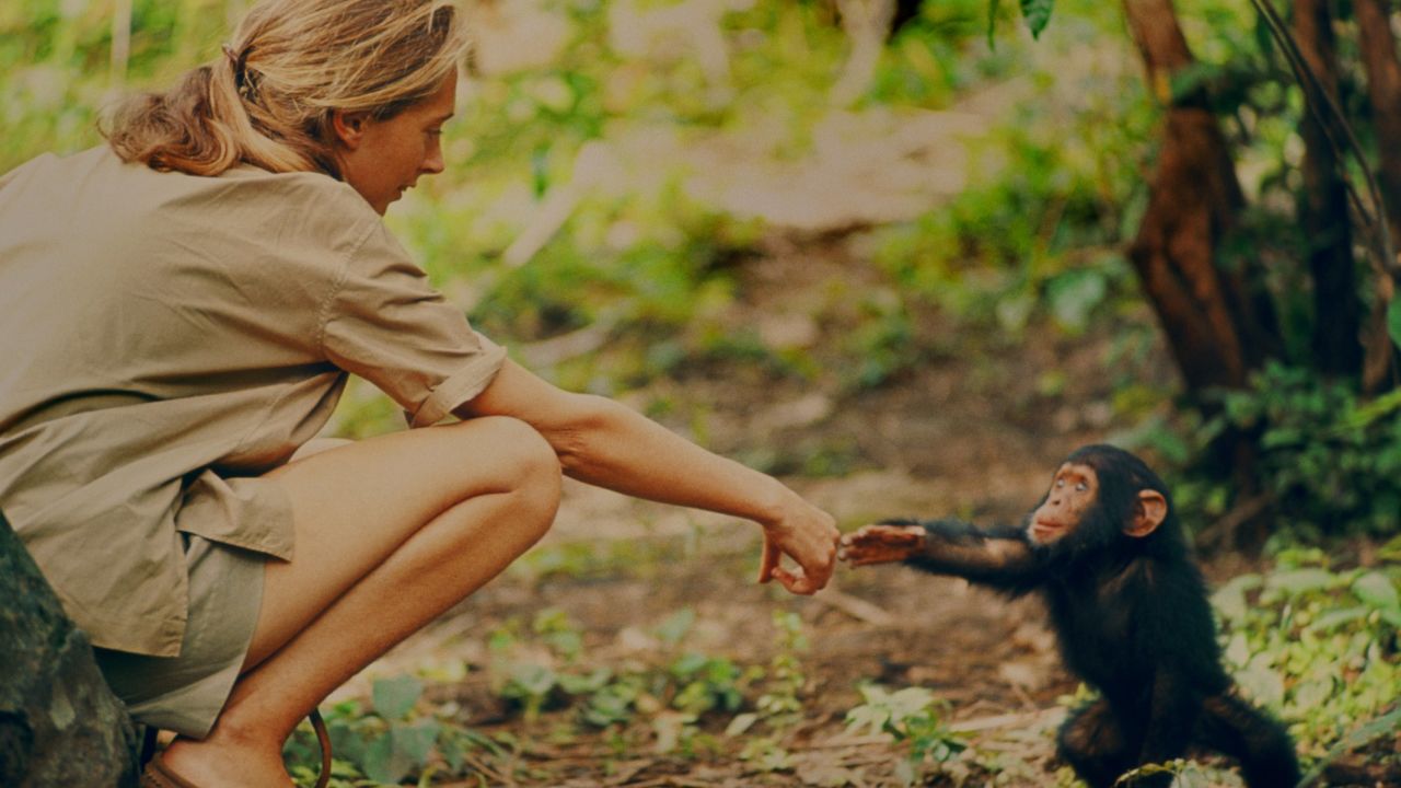 Gombe, Tanzania - Jane Goodall and infant chimpanzee Flint reach out to touch each other's hands. Flint was the first infant born at Gombe after Jane arrived. With him she had a great opportunity to study chimp developmentand to have physical contact, which is no longer deemed appropriate with chimps in the wild. The feature documentary JANE will be released in select theaters October 2017. (National Geographic Creative/ Hugo van Lawick)