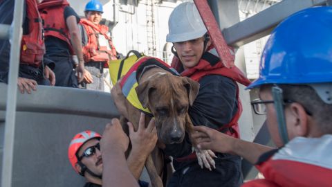 Sailors help Zeus, one of two dogs who were on the sailboat, aboard the Ashland.