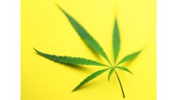 Hemp leaf (Cannabis sativa) against yellow background (defocussed)