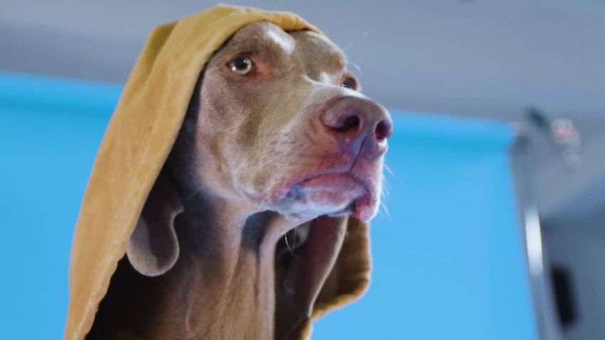 gbs dog photographer_00000322.jpg