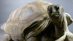 gbs aldabra tortoise_00000000.jpg