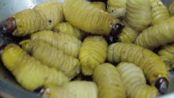 gbs gourmet buttery worms_00000000.jpg