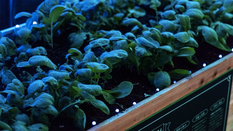 BOTANICAL RINKSページ BOTANICAL RINKSページ Botanicals Deck – Chronicle Books