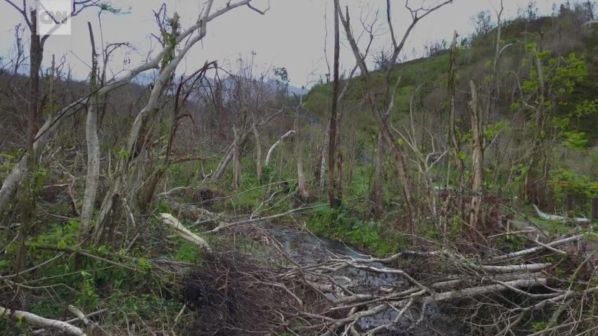 Puerto Rico rainforest destroyed drone nccorig_00000114.jpg