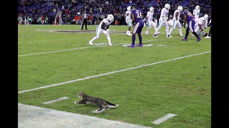 A stray cat runs onto the field during an NFL game in Baltimore on Thursday, October 26. The cat <a href="index.php?page=&url=http%3A%2F%2Fwww.baltimoreravens.com%2Fnews%2Farticle-1%2FThe-Caw-Heres-What-Happened-to-the-Thursday-Night-Football-Cat%2Face8d191-20f7-4e74-a409-1a81b9803f61" target="_blank" target="_blank">was later adopted</a> by a stadium employee, according to the Baltimore Ravens.