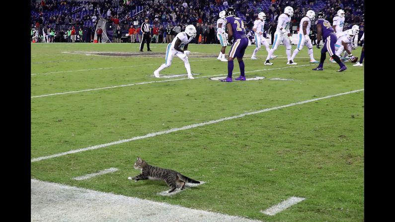 A stray cat runs onto the field during an NFL game in Baltimore on Thursday, October 26. The cat <a target="_blank" target="_blank">was later adopted</a> by a stadium employee, according to the Baltimore Ravens.
