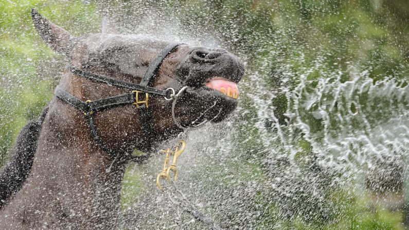 In Her Time, a thoroughbred from Australia, enjoys being washed down by trainer Benjamin Smith ahead of the Manikato Stakes, a horse race in Melbourne on Friday, October 27. 