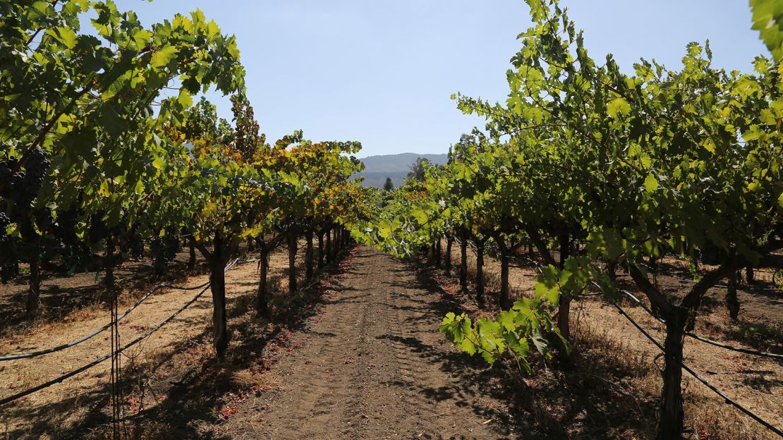 There are more than 1,500 wineries spread out through Mendoza's three main wine regions — Lujan de Cuyo, Valle de Uco and Maipu.