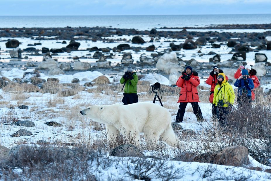 <strong>Seal River Heritage Lodge:</strong> The lodge's polar bear photo safari puts the focus on animals, with a side of northern lights.