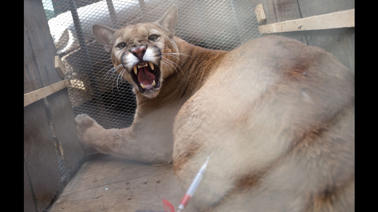 A puma named Bordo arrives for medical tests in Brasilia, Brazil, on Tuesday, October 31. Bordo, captured when he was a cub, was set to be released in a special preserve for wild cats.
