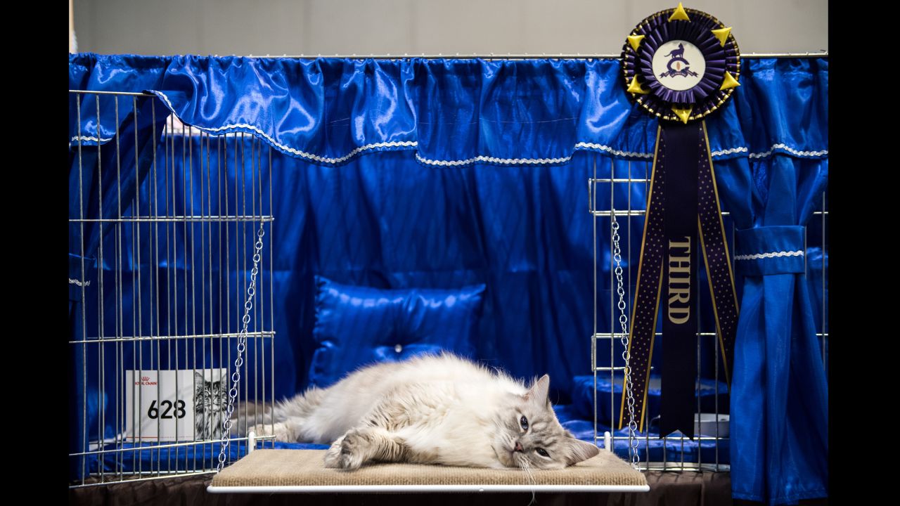 A cat lies in its cage after being judged at the Supreme Cat Show in Birmingham, England, on Saturday, October 28.