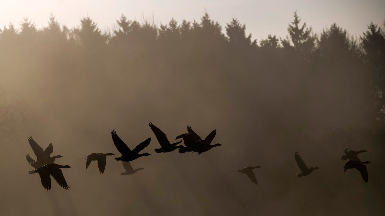 Geese fly through early morning mist in Sundridge, England, on Thursday, November 2.