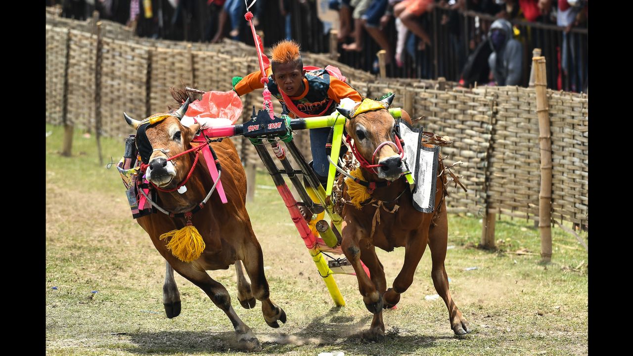 A jockey spurs on his bulls during a race in Madura, Indonesia, on Sunday, October 29.