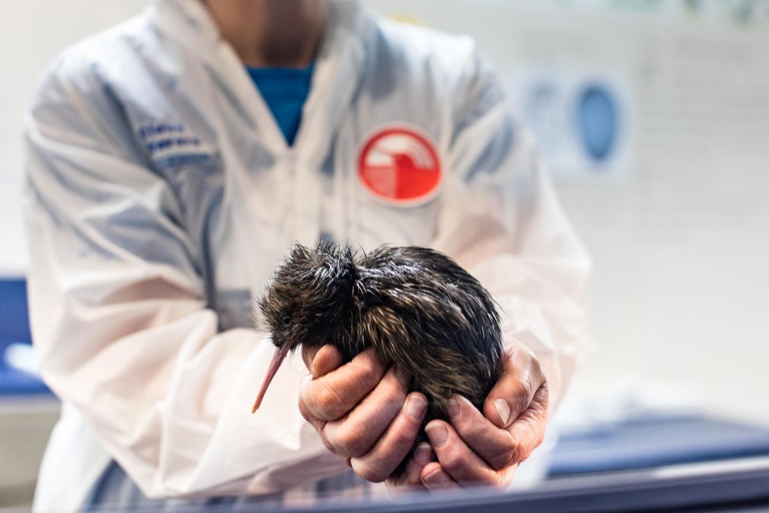 A hand-reared kiwi at the Rainbow Springs Kiwi Conservation Center in Rotorua, New Zealand.