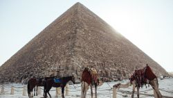 CAIRO, EGYPT - OCTOBER 21: Camels and horses stand tied to a fence below the Great Pyramid of Giza on October 21, 2013 in Cairo, Egypt. The Pyramids of Giza, one of the seven wonders of the ancient world and built around 2600 B.C., are one of Egypt's major tourist drawcards. After a summer of violence, tourist numbers across Egypt are at their lowest levels since a 2010 peak in tourism in the country. While Egypt's tourism sector took a dive following the popular uprising that overthrew President Hosni Mubarak in early 2011, occupancy rates of hotels in the capital Cairo and across Egypt have been reported as dramatically down since the Egyptian military's overthrow of President Morsi in July. In 2010, tourism represented 13% of Egypt's economy and employed one in seven of the country's workers. (Photo by Ed Giles/Getty Images).