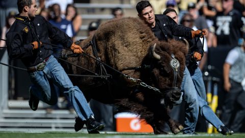 Handlers run with Colorado Buffaloes mascot Ralphie before a game on September 10, 2016. 