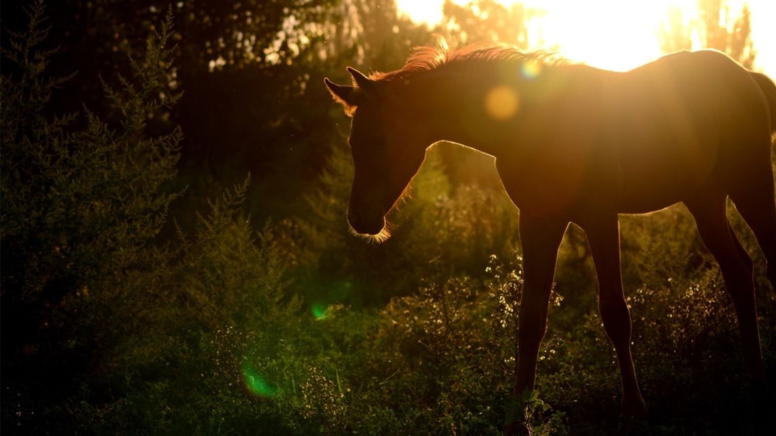 One great way to experience the region is on horseback.