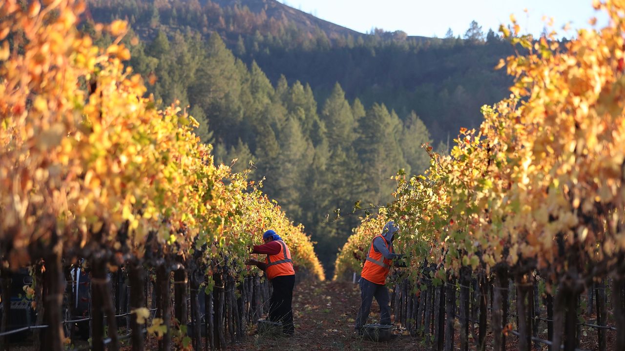 While three wineries were destroyed and others were damaged by smoke and fire, most are welcoming visitors as workers return to the vineyards to pick grapes. 